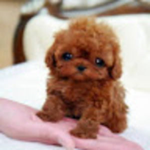 Meet your Posher, Manon